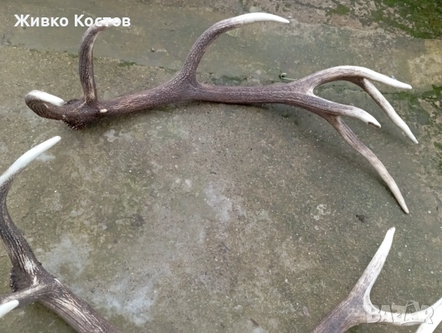 Продавам рога от елен ., снимка 3 - Други услуги - 53637621