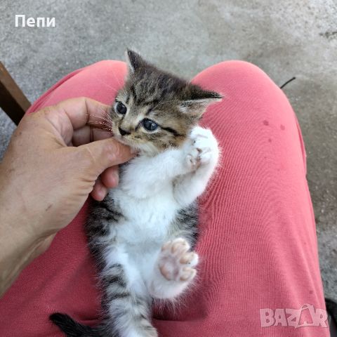 Adopt a cat Осинови коте