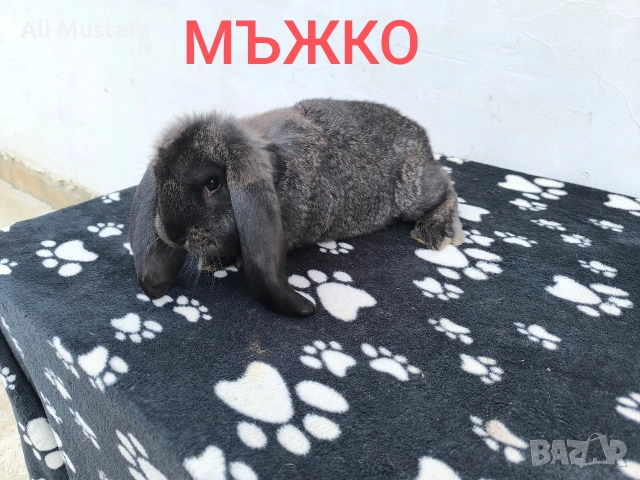 ЗАЙЦИ, снимка 3 - Други - 53465684