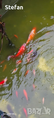 езерни риби