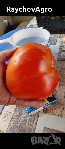 Семена, селски домати и др!, снимка 5 - Сортови семена и луковици - 53701787