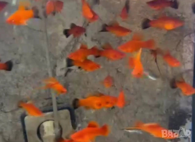 Продавам 15 високоплавни хелери