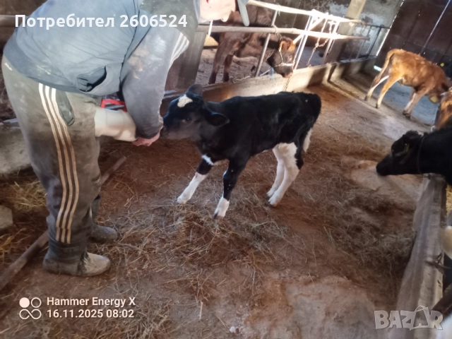 Мъжко теле бозайник , снимка 2 - Крави - 52430125