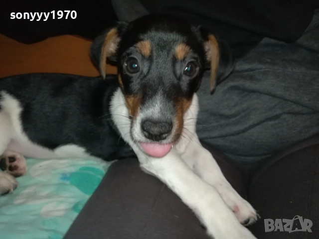 АЗ СЪМ КИКИ ОТ ВИДИН-ДЖАК НА 3 МЕСЕЦА-ВАШЕТО КОЛЕДНО КУТРЕ 3011251706, снимка 6 - Джак ръсел териер - 52594050