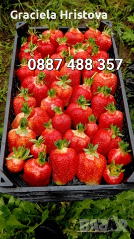Продавам разсад ягоди , снимка 7 - Сортови семена и луковици - 53615558