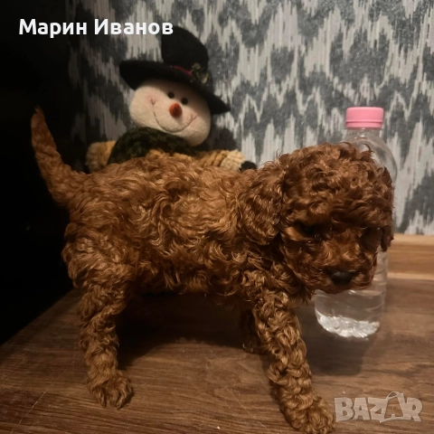 Пудел "Той" момче с две ваксини!, снимка 2 - Пудели - 52806080