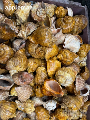 продавам лакирани рапани за домашни потреби и декорация, снимка 6 - Други - 53749150