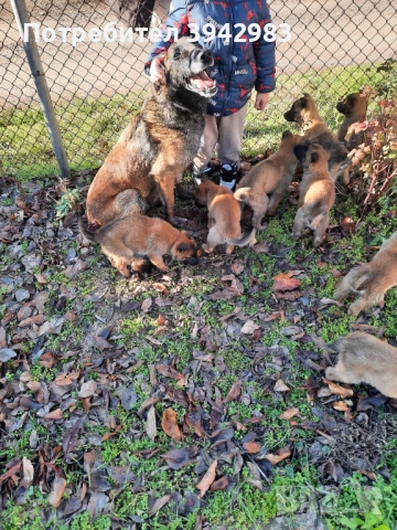 Белгийска овчарка Малиноа 