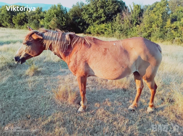 Селскостопански животни, кончета, снимка 13 - Коне - 50977814