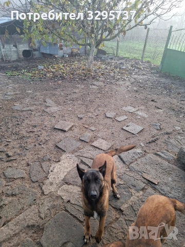 Белгийска овчарка Малиноа, снимка 9 - Белгийска овчарка - 52827626