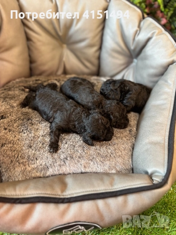 Тийкъп сиви пуделчета, снимка 6 - Пудели - 52964494