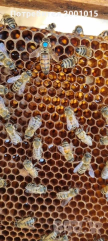 Пчелни майки и отводки-2026г., снимка 2 - За пчели - 50596376