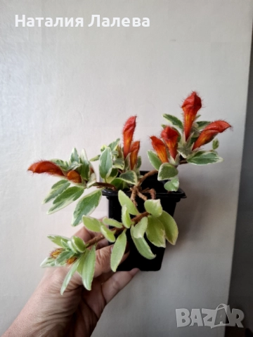 Колумнея, columnea hirta variegata, снимка 2 - Стайни растения - 52972499