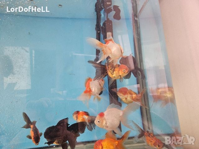 Златни рибки "Оранди", снимка 3 - Рибки - 44845209