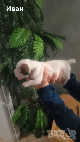 Джак Ръсел териер, снимка 2 - Джак ръсел териер - 53078963