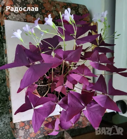 Продавам красива лилава детелина цвете , снимка 7 - Стайни растения - 47079779