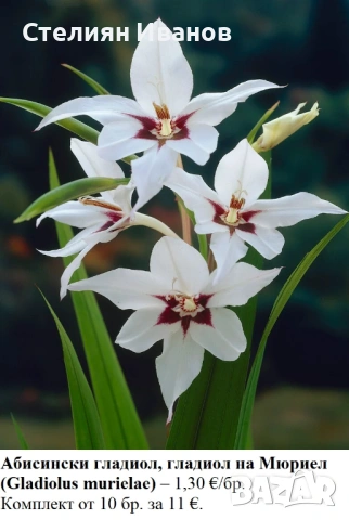 Абисински гладиол, гладиол на Мюриел (Gladiolus murielae) - грудки