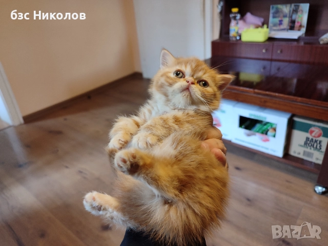 Женско екзотично персийско коте на 4 месеца., снимка 1 - Персийска - 51485263