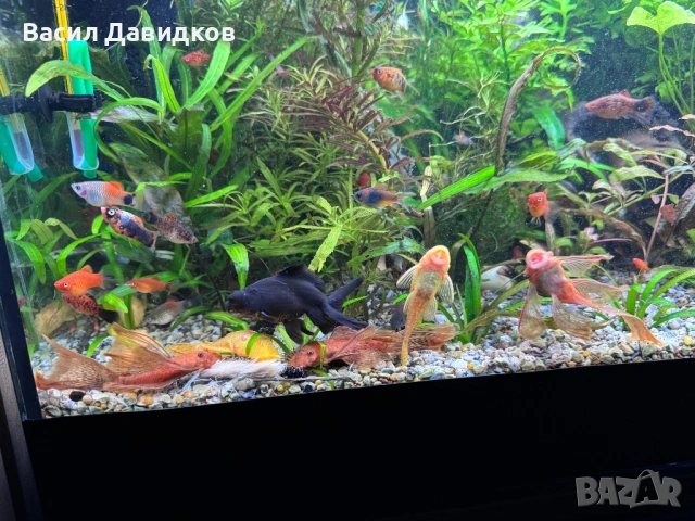 Коридорас Венецуела – най-често Orange или Black, снимка 3 - Рибки - 53884767