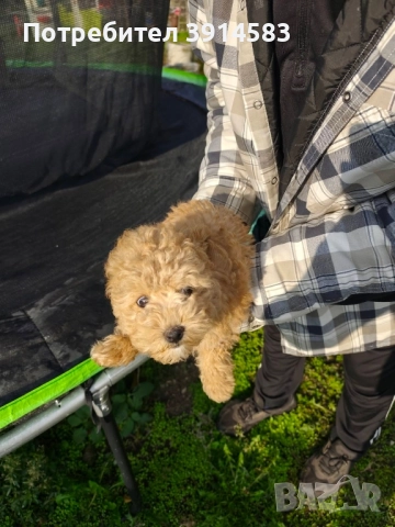 Мъжки той пудел на 2 месеца с 2 ваксини., снимка 1