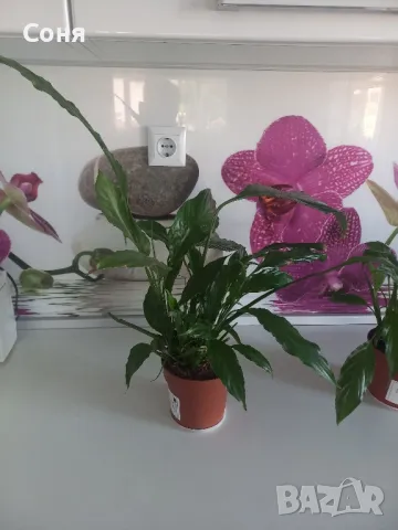 Спатифилум , снимка 4 - Стайни растения - 50387939