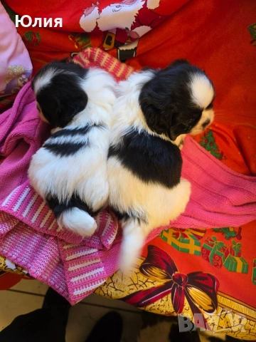 Японски хин, снимка 13 - Други - 52506196