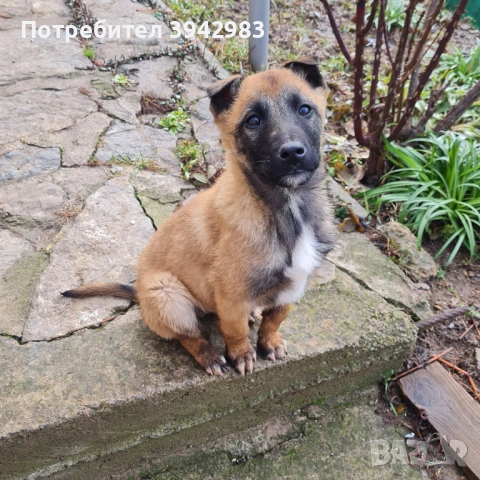 Белгийска овчарка Малиноа 