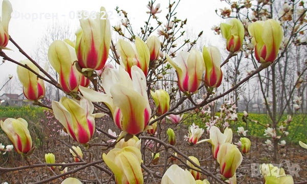 Магнолия Sunrise - жълто с розово, снимка 3 - Разсади - 53567034