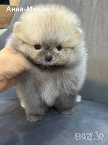 Мини померан, снимка 3 - Померан - 53635960