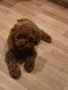 Момиче Той пудел (Toy poodle red apricot), снимка 3