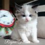 Чистокръвни Рагдол котки / Ragdoll cats с родословие, снимка 1