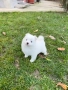 Померан момче. Померанче, снимка 2