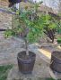 Цитрусови плодни дръвчета, снимка 1 - Градински цветя и растения - 45201376