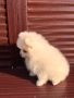 Померан , снимка 1
