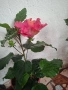 хибискус , снимка 2