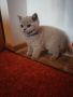 Британски късокосмести котета , снимка 4