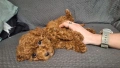 пуделчета той/ момче и момиче/toy poodle, снимка 6