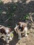 Кученца италиански лагото ромаьоло,две женски и две мъжки., снимка 6