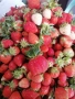 разсад за ягоди записвам за края на февруари цена 025€, снимка 14