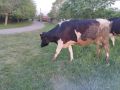 Крава, черношарена, снимка 1 - Крави - 45506827