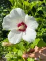 Hibiscus syriacus / Дървовидна Ружа , снимка 1