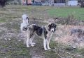 Българско овчарско куче, снимка 4