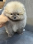 Мини померан, снимка 3