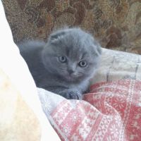 Шотландски клепоухи котета, снимка 10 - Британска късокосместа - 45567329