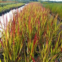 Imperata 'Red Baron', Декоративна трева, снимка 9 - Градински цветя и растения - 37058656