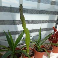 Различни кактуси, снимка 12 - Стайни растения - 45350691