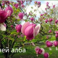 Магнолия - Magnolia НАЛИЧНИ 14 ВИДА Студоустoйчиви, снимка 11 - Градински цветя и растения - 33512293