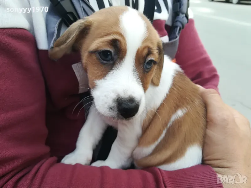 КУПУВАМ КУЧЕ-ДЖАК 2204250741, снимка 1