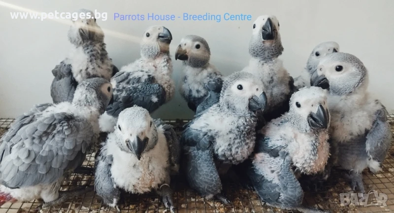 Папагал Кралско Жако -София, снимка 1