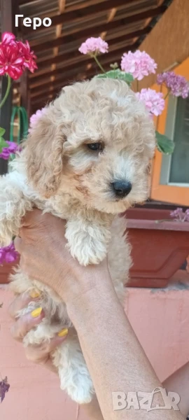 малтипу лятна промоция , снимка 1